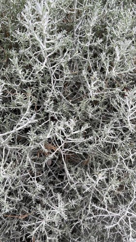 Stacheldrahtpflanze